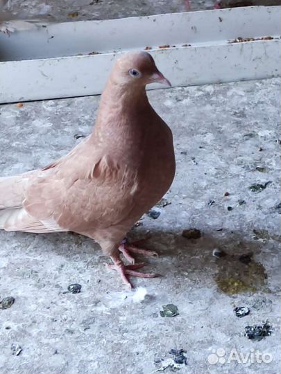 Голуби разных пород, много
