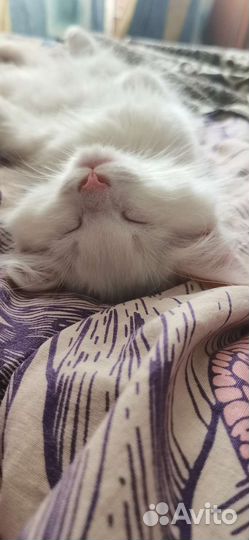 Котёнок похож на ангорскую кошку