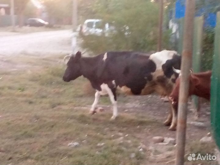 Корова дойная