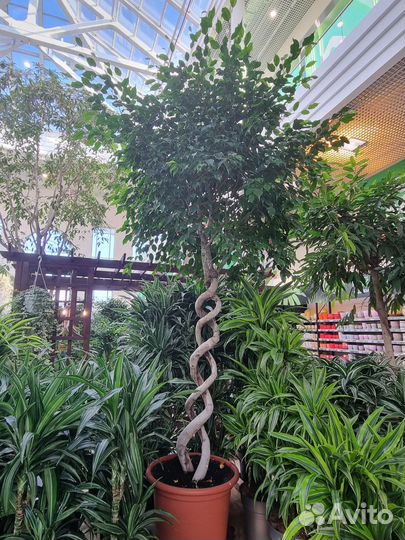 Фикус бенджамина Дерево Крупномер