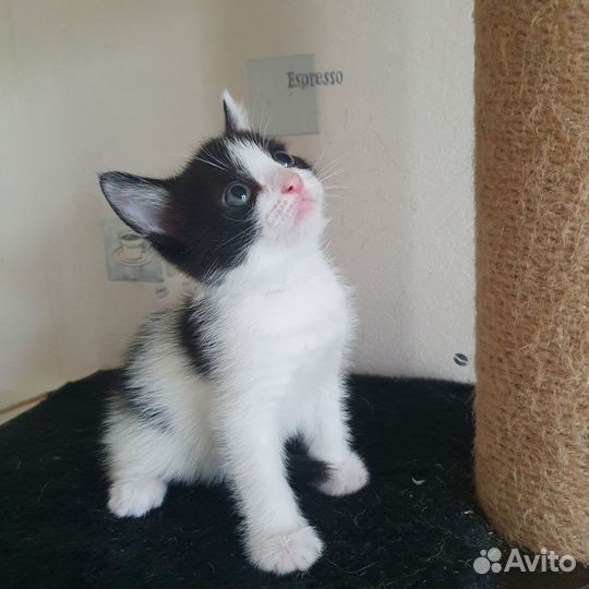 Котята от бомбейской кошки