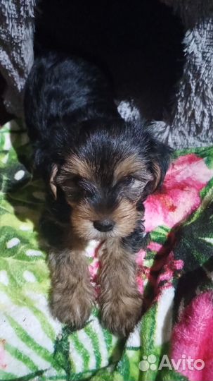 Йоркширский терьер