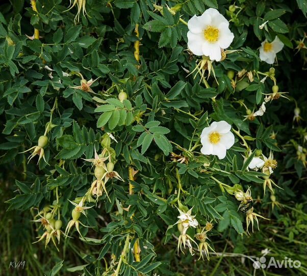 Саженцы Шиповник (Лакса) безшипный