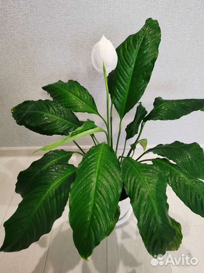 Спатифиллум