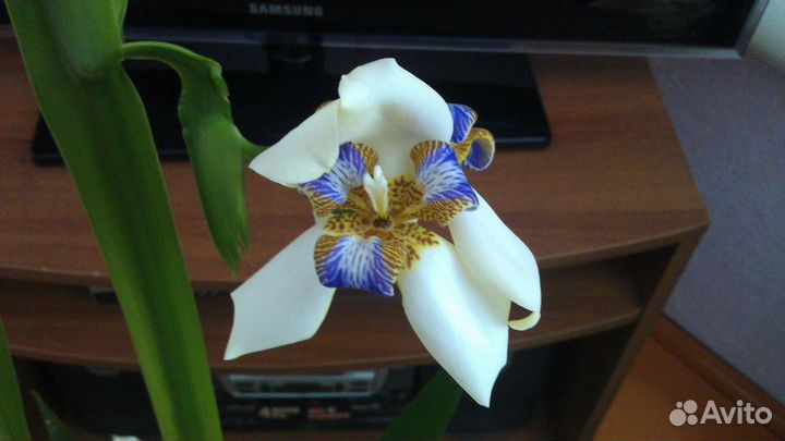 Неомарика или апостольский ирис