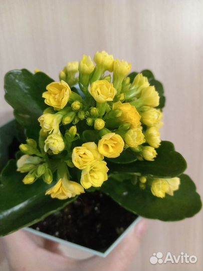 Каланхоэ цветущий