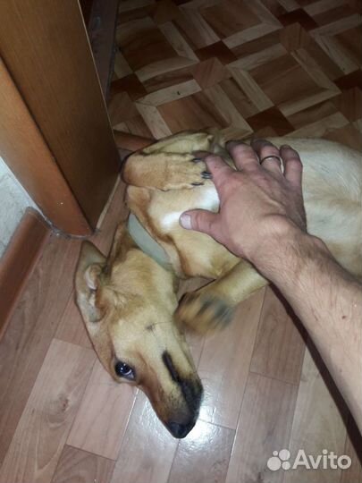 Собака в добрые руки