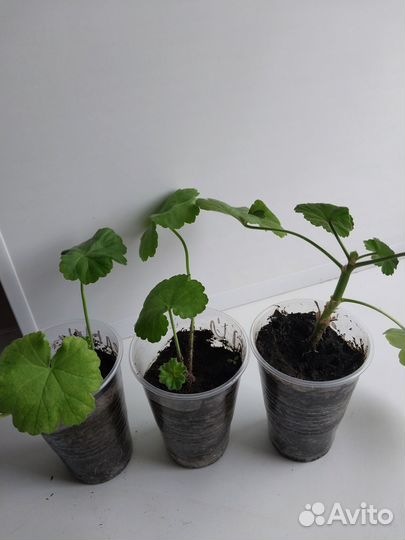 Комнатные растения цветы