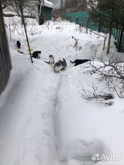 Молодые Кошки и коты бесплатно