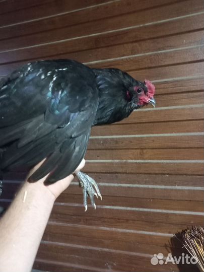 Петух Амераукана