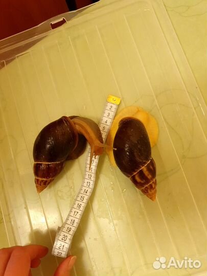 Улитки ахатины