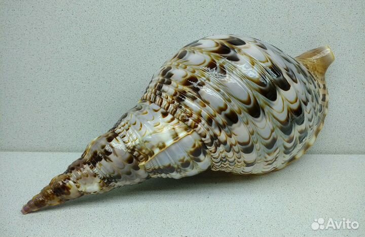 Рог Тритона 29,8