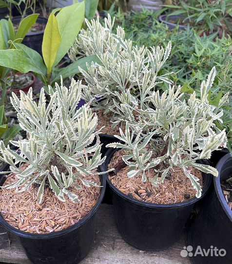 Лаванда узколистная Платинум Блонд