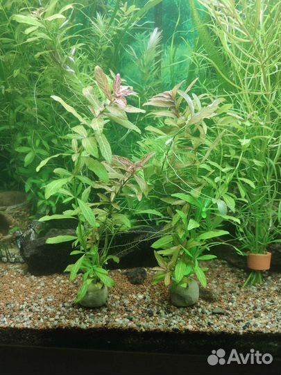 Аквариумные растения