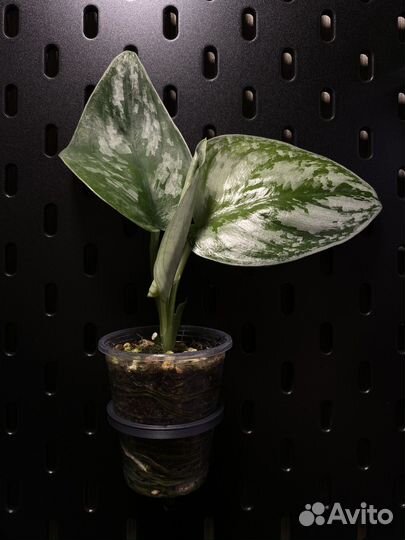 Держатели для стаканчиков