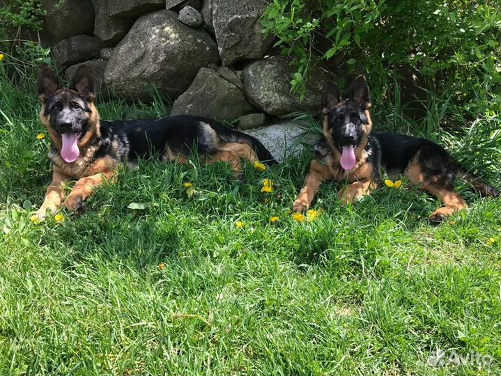 Щенки немецкой овчарки с доставкой