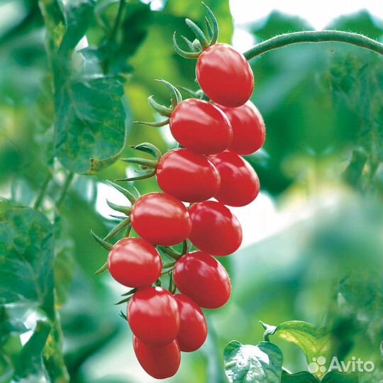 Работник теплицы