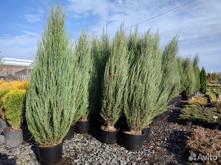 Можжевельник скальный Блю Эрроу