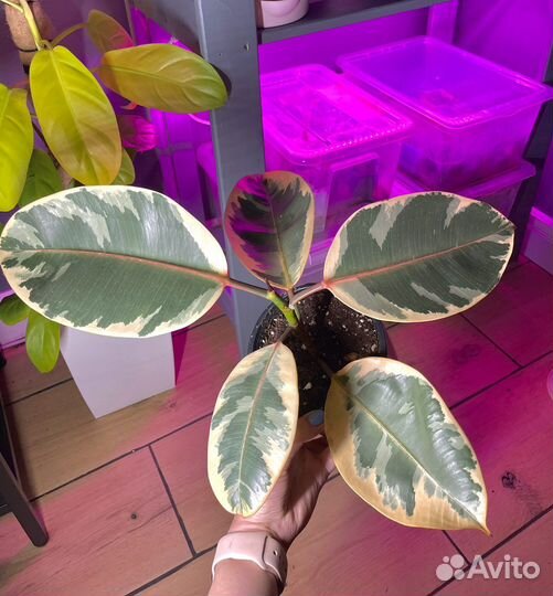 Фикус эластика тинеке