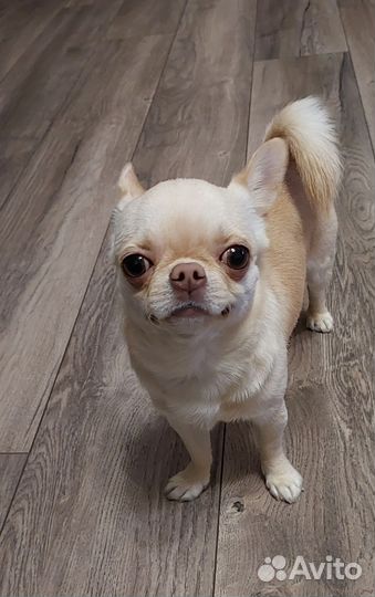 Вязка кобель чихуахуа мини