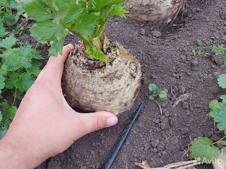 Корень сельдерея