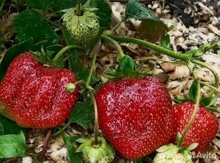 Саженцы клубники