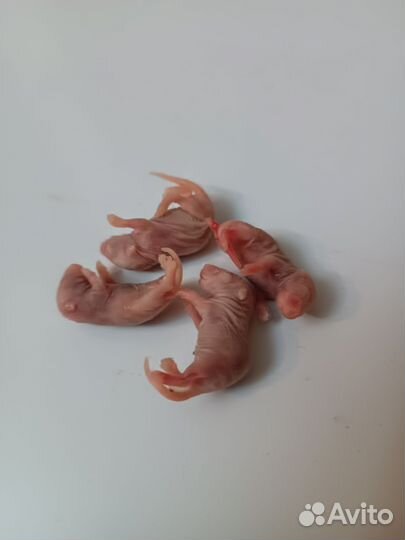 Кормовые мыши замороженные
