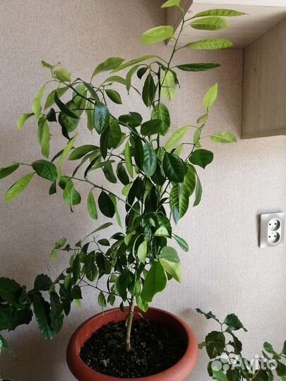 Мандариновое дерево