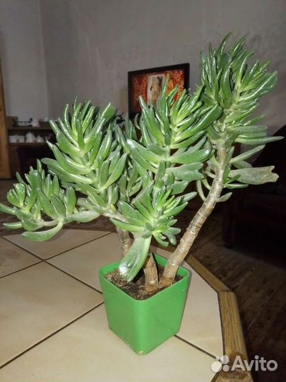 Красула хоббит