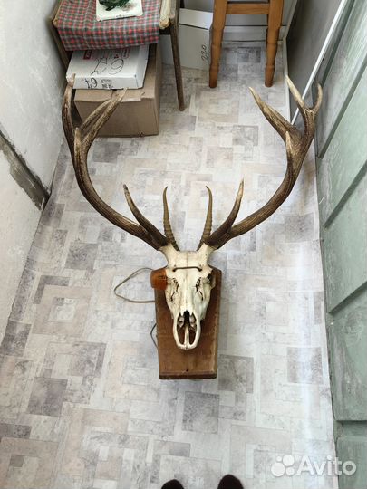 Продам рога оленя