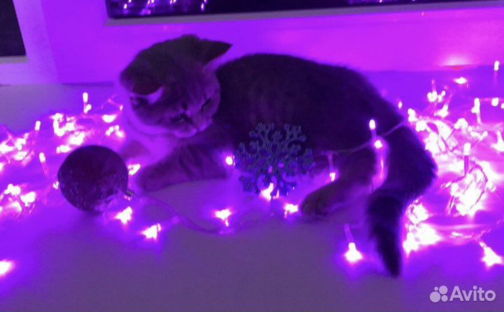 Шотландская кошка