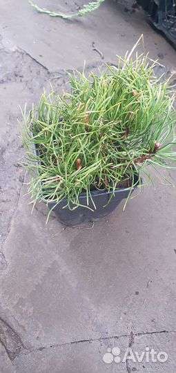 Сосна горная