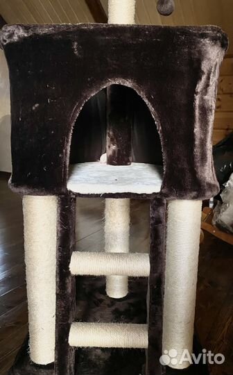 Домашние животные кошки