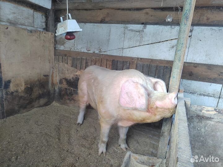 Хряк на племя