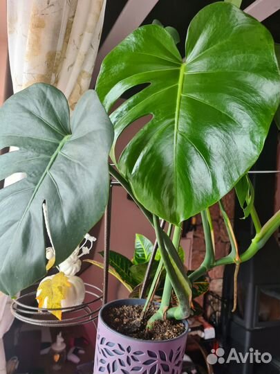 Комнатные растения цветы большие