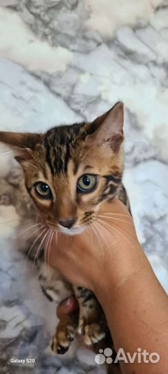 Бенгальский котёнок мальчик шоу класса