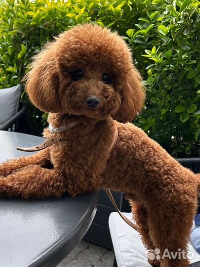 Той-пудель вязка