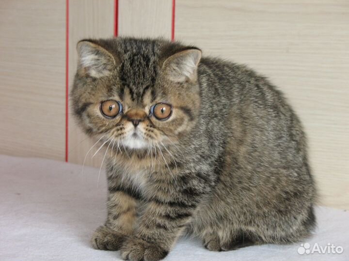 Котик экзот