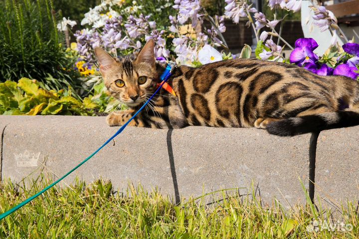 Очеровательный бенгальский котенок
