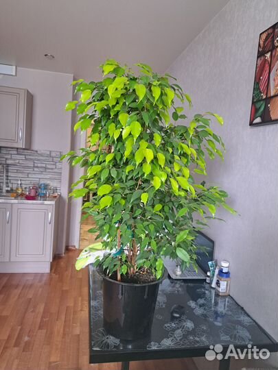 Фикус Бенджамина