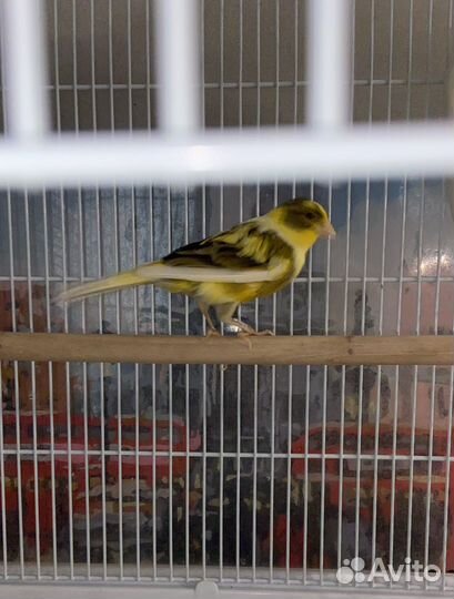 Кенар поющий с клеткой
