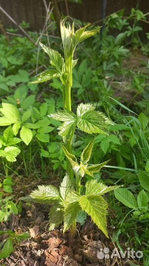 Саженцы ежевики