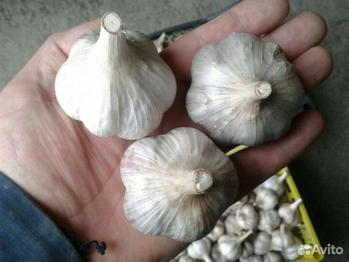 Чеснок