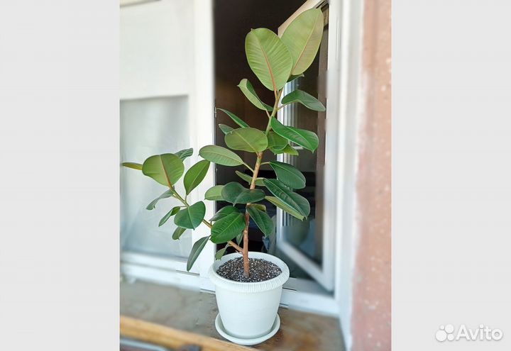 Растения (голлум, зензи, фикус эластика крупный)