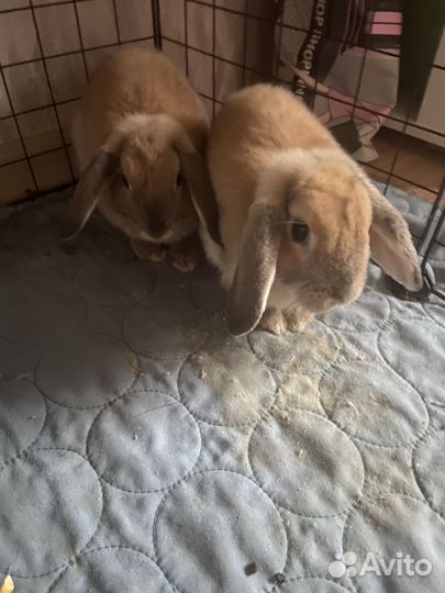 Декоративные кролики вислоухие