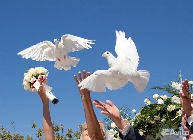 Выпуск голубей