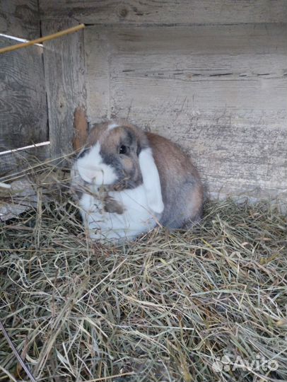 Кролик французский баранчик