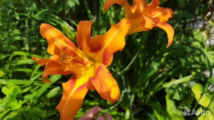 1 ) Ромашки высокие Леукантемелла. 2) Лилейники