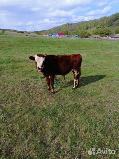 Тёлка 1 год,бычок 6 мес