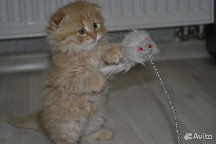 Шотландские котята